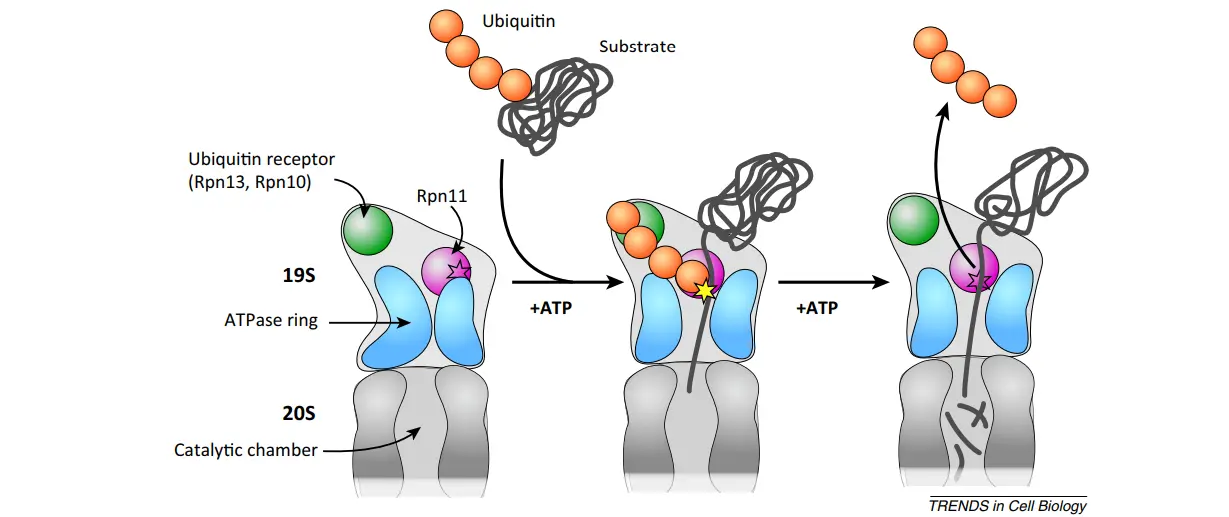 proteasome