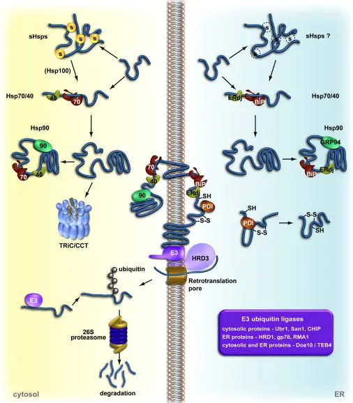 proteosome