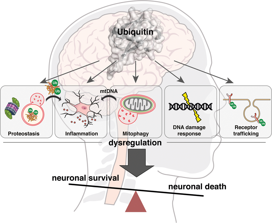 death neuro