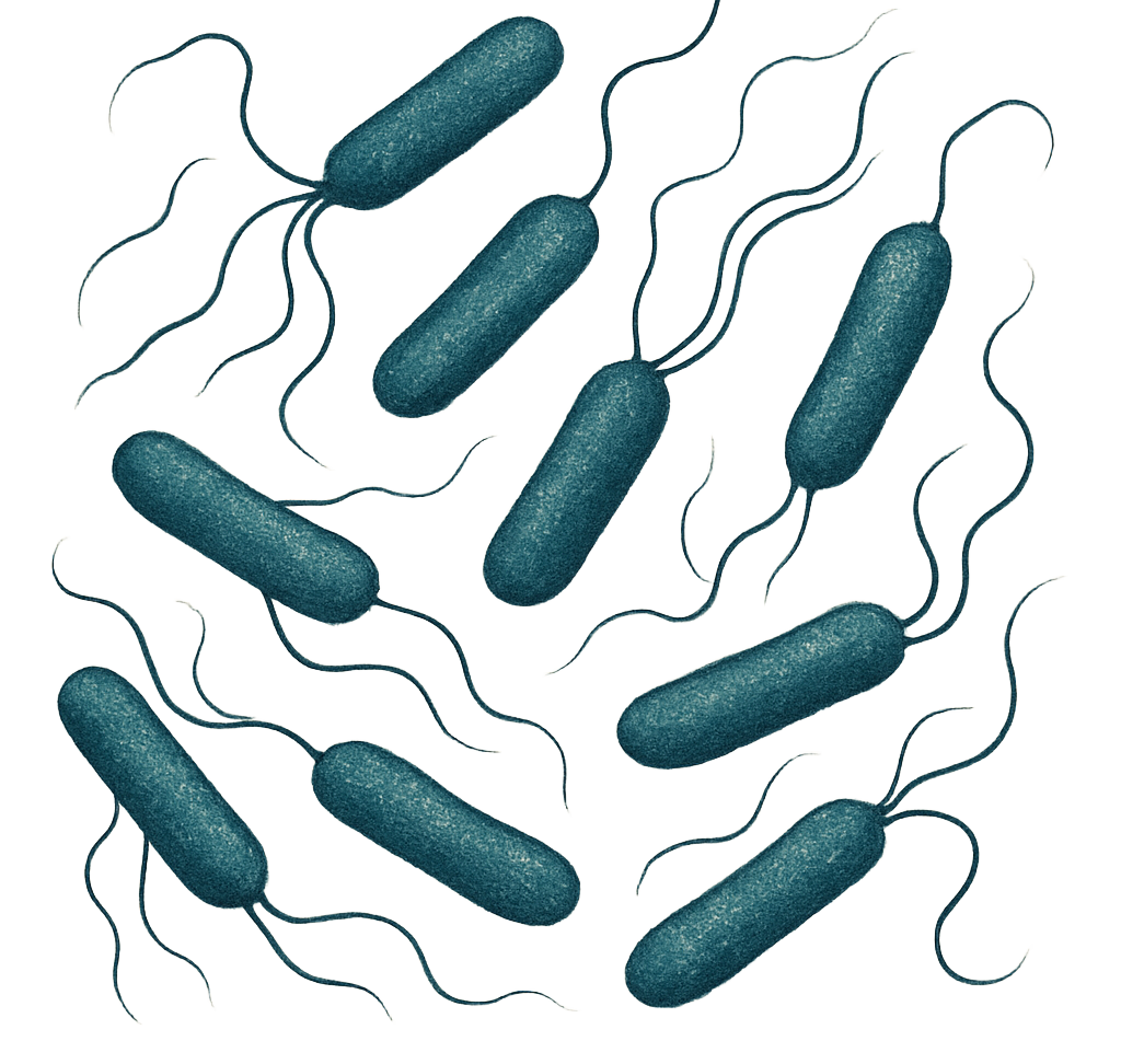 Acinetobacter baumannii  - ATCC 19606