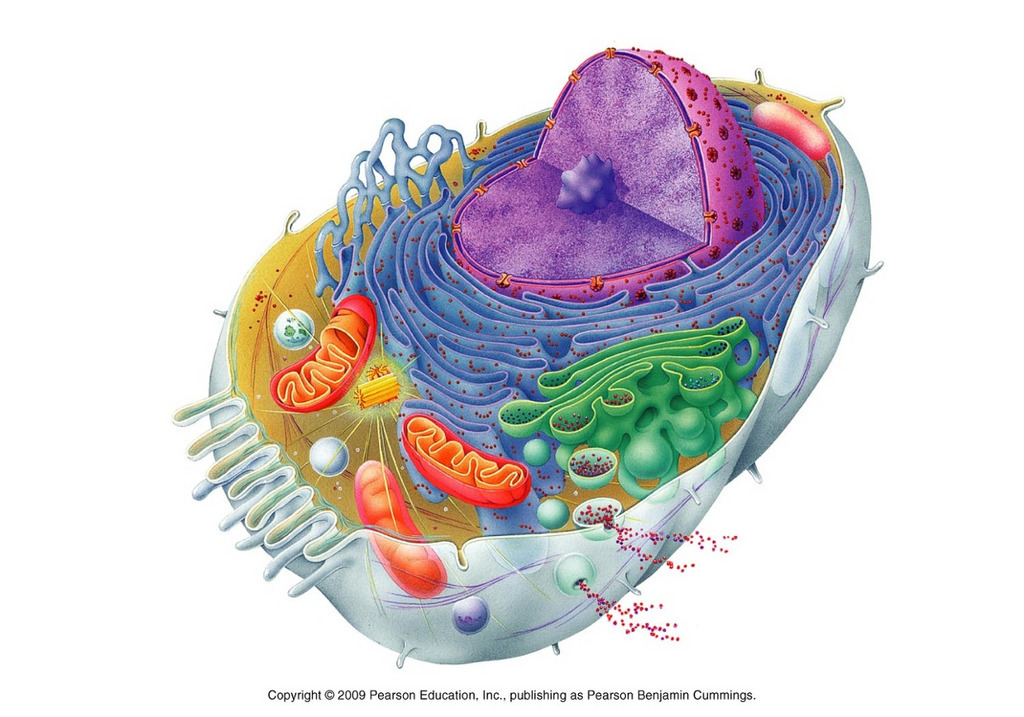 Ubiquitin Research